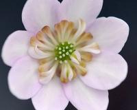 palest pink single flower with pinkish petaloid stamens